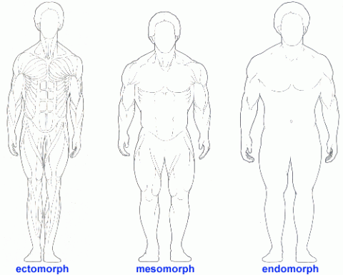 Muskelaufbau Teil II Körpertypen – Endomorph - Mesomorph